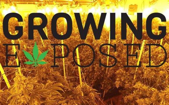 Stoner Cultivation | Growing Exposed | From Seed to Weed