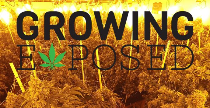 Stoner Cultivation | Growing Exposed | From Seed to Weed