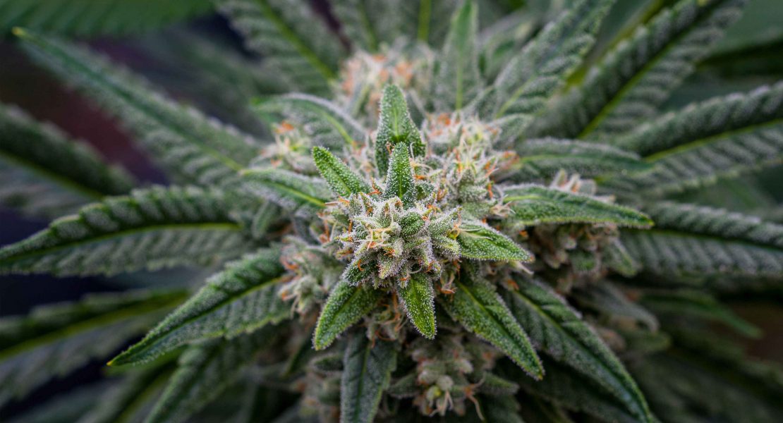 For Your Health | Demystifying Cannabis: Terpenes
