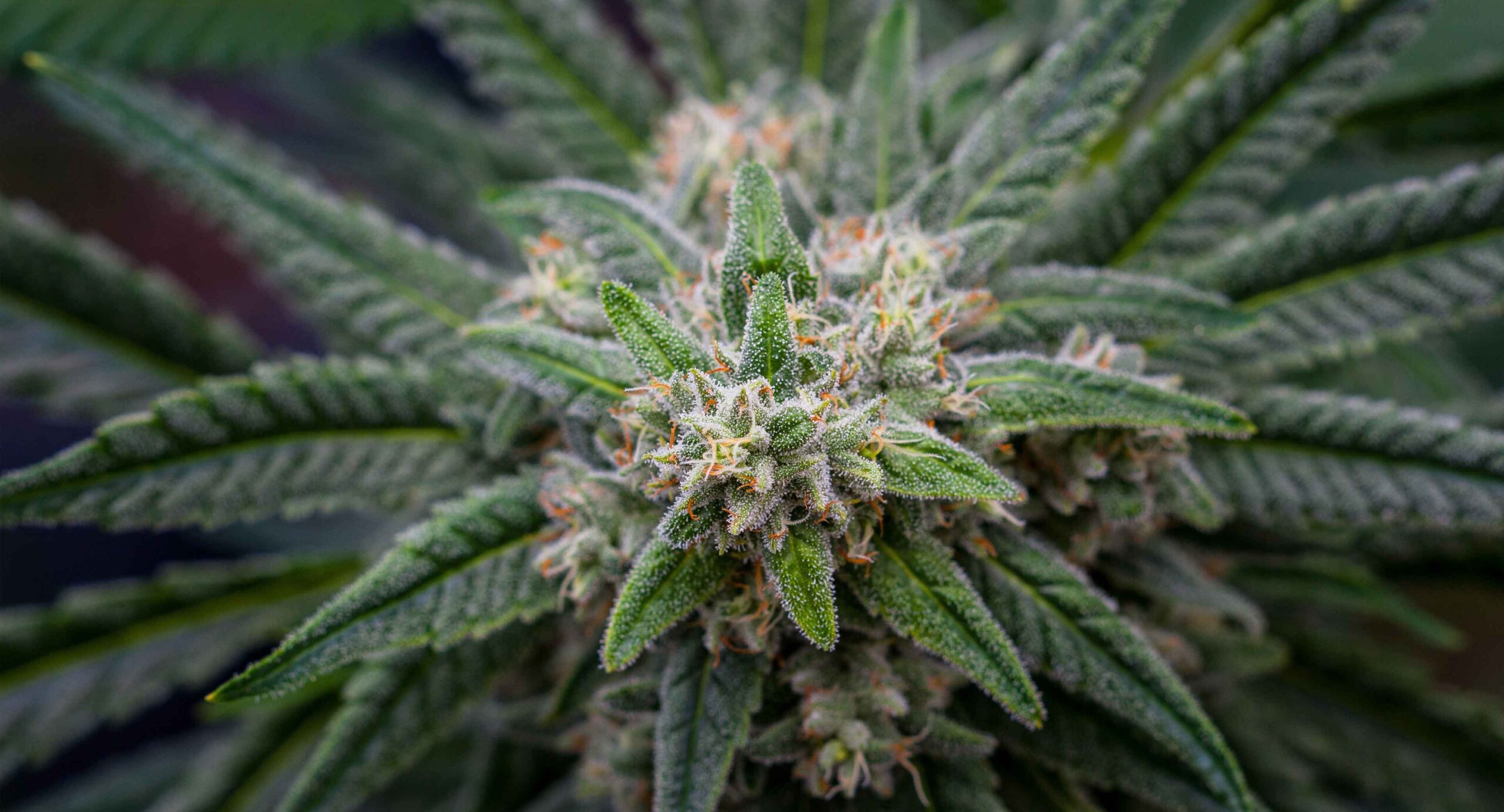 Demystifying Cannabis: Terpenes