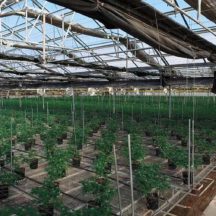 Grow Feature | The Future  Of Cannabis Cultivation