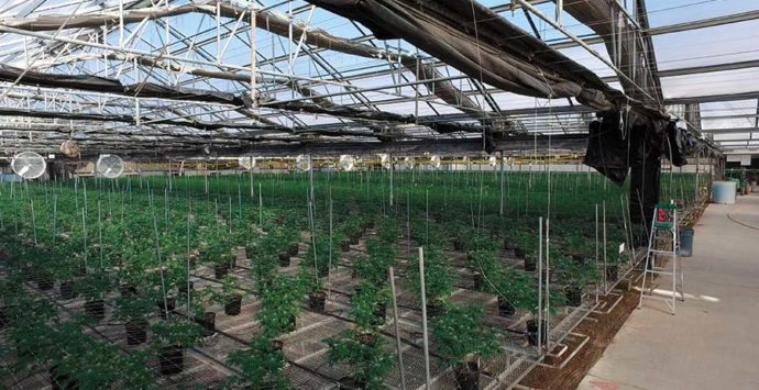 Grow Feature | The Future  Of Cannabis Cultivation
