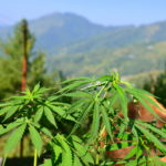 Himalayan native cannabis
