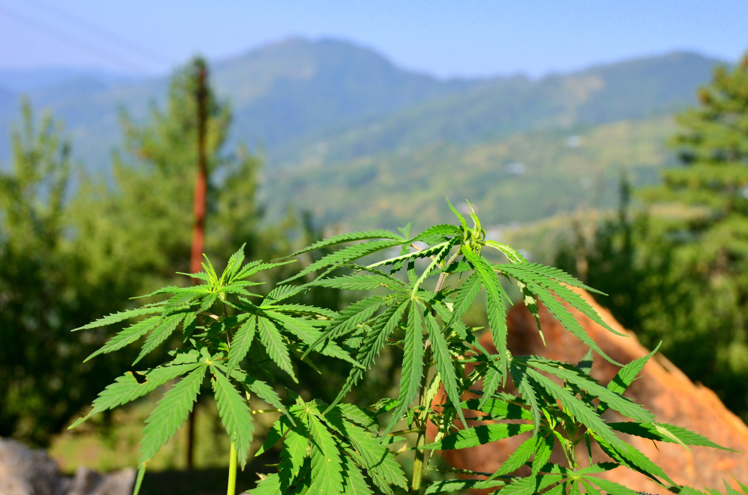 Himalayan native cannabis