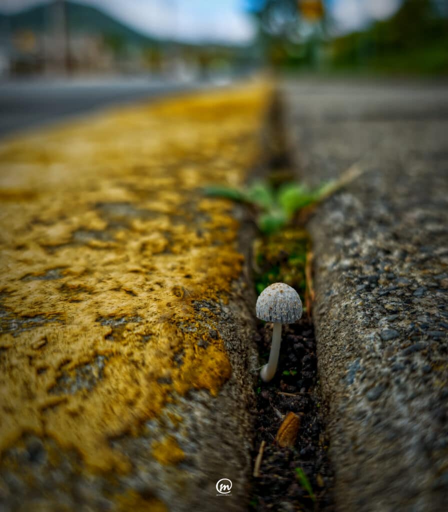 Small white mushroom growing in a dirt crack between a concrete street curb and a yellow painted line.