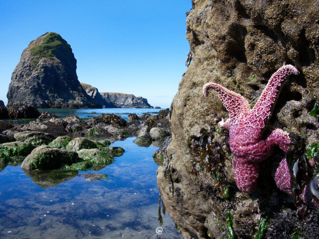 Purple starfish clinging to a tide pool rock with coastal sea stacks and blue ocean water in the background.