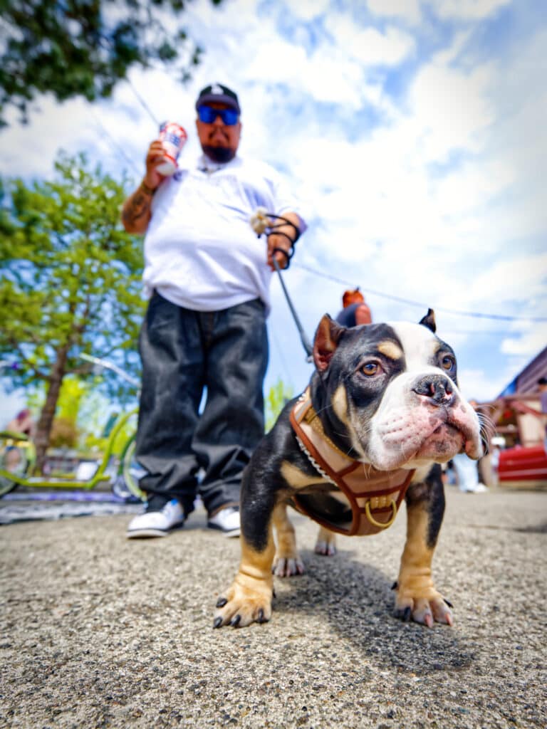 Muscular black, white, and tan bulldog in a brown harness standing on a paved lot with a blurred man in the background.