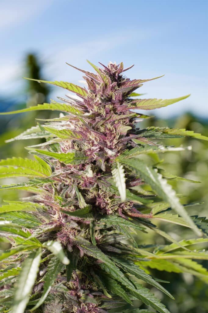 Close-up of a flowering purple and green cannabis plant growing outdoors under a clear blue sky.