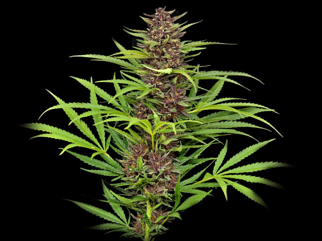 High-quality studio shot of a flowering purple cannabis plant with bright green leaves against a black background