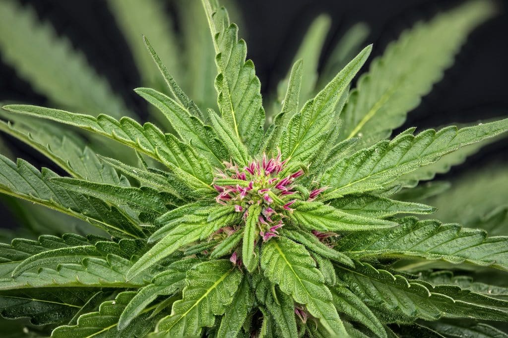 Close-up of a blooming cannabis plant with vibrant green leaves and pink pistils against a dark background.