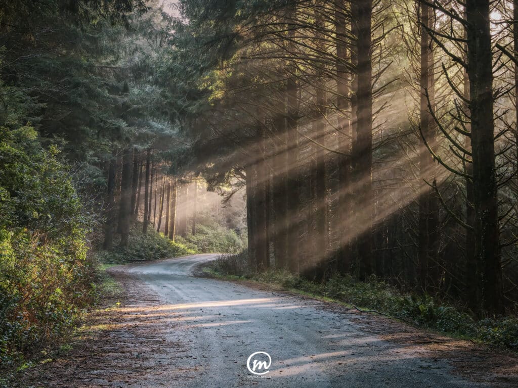 Dirt road winding through a misty evergreen forest with dramatic sunbeams piercing through the trees at Cape Ferello.