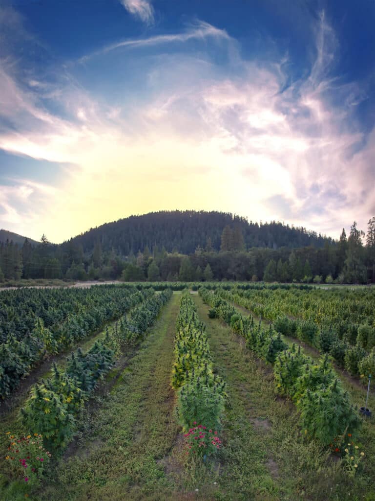 Alt Text
Aerial view of rows of cannabis plants growing in a field under a dramatic sky with a forested mountain in the background.