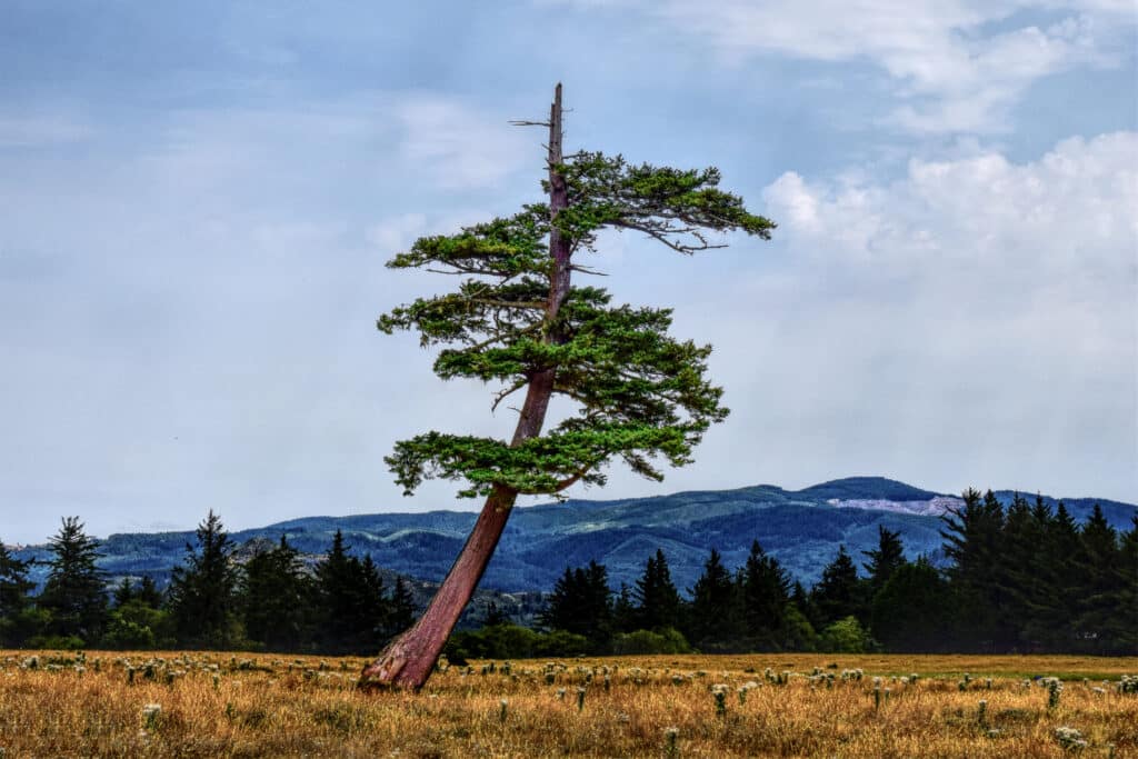 Lone leaning evergreen tree in a grassy field at Cape Blanco State Park against a backdrop of distant hills and cloudy sky.