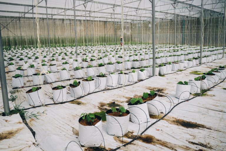 Indoor Irrigation